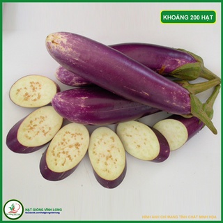Hạt gống Cà tím TN 55A - 1g