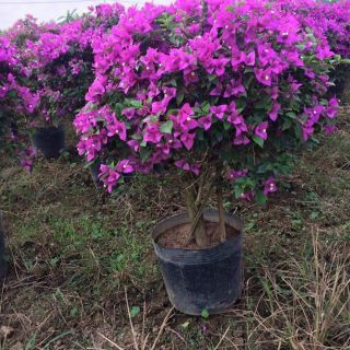 Bầu cây nilong cỡ to 28x25 cm