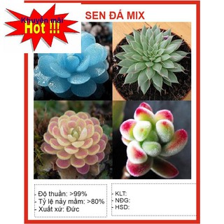 Hạt giống Hoa Sen đá 20 Hạt HOA RAU TRỒNG KỊP TẾT