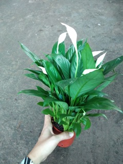 CHẬU LAN Ý
