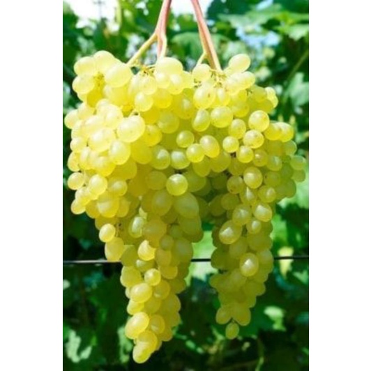 Giống Nho Ruby Xanh