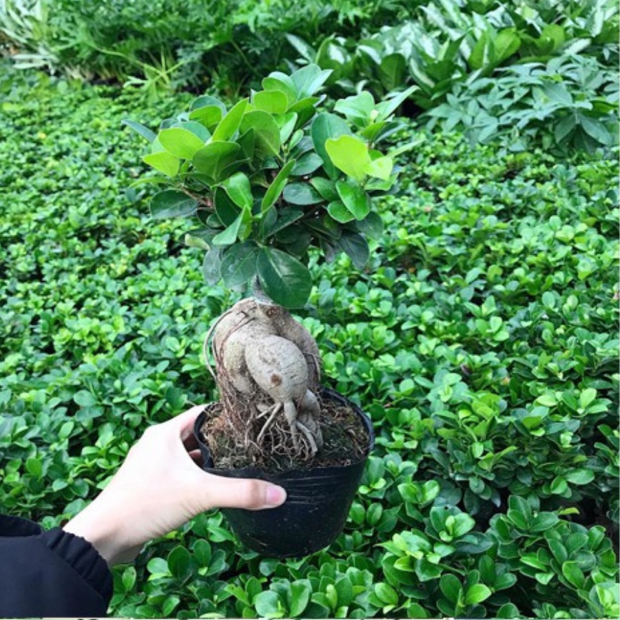 Cây Bonsai Si Nhật để bàn kèm chậu