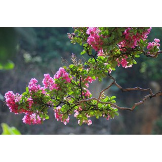 Cây giống hoa Tường Vy
