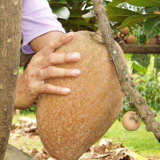 cây Cây Hồng xiêm Khổng Lồ Thái Lan . 10 tháng cho trái  - Cây Giống Nhập Khẩu  - Cây Giống Nhập Khẩu