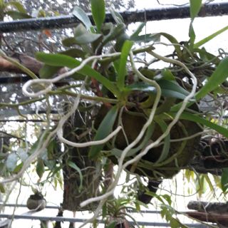 Phong lan rừng Điện Biên