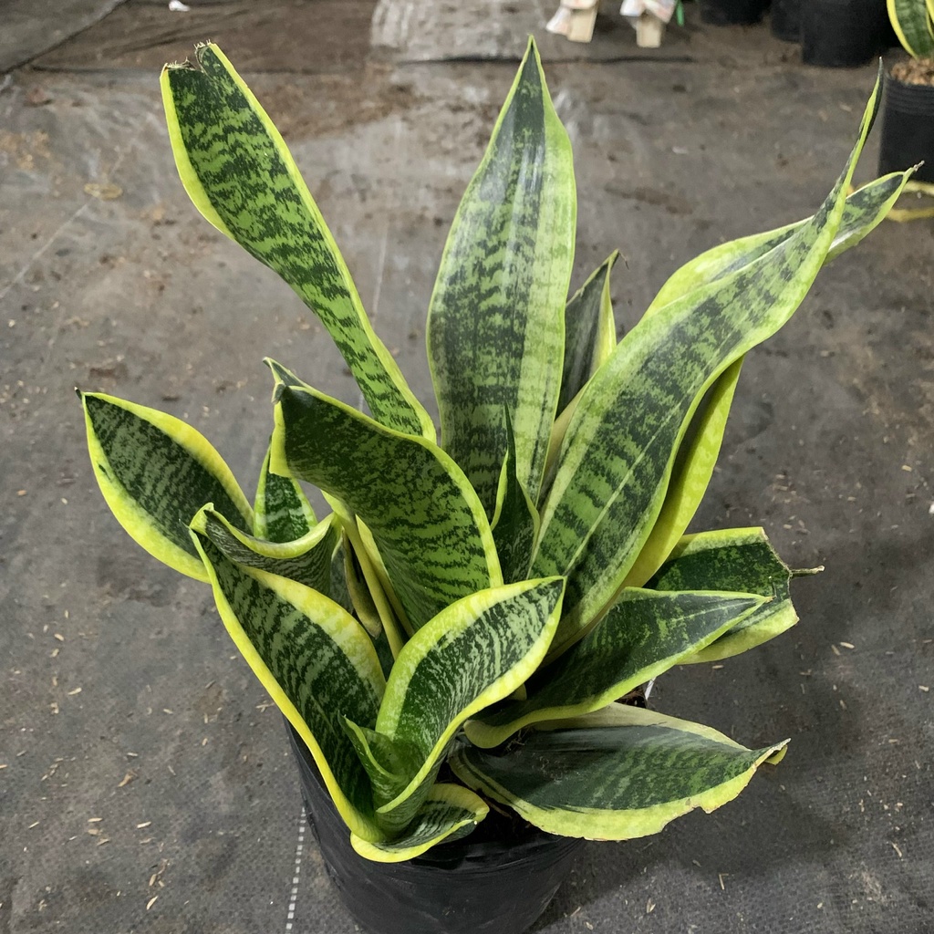 Cây lưỡi hổ trưởng thành cao 25-30cm, cây phong thủy để bàn trang trí nội thất và văn phòng