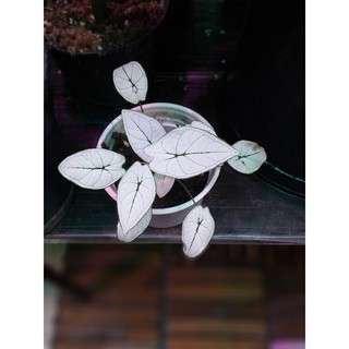 Môn Trắng Caladium White Mini