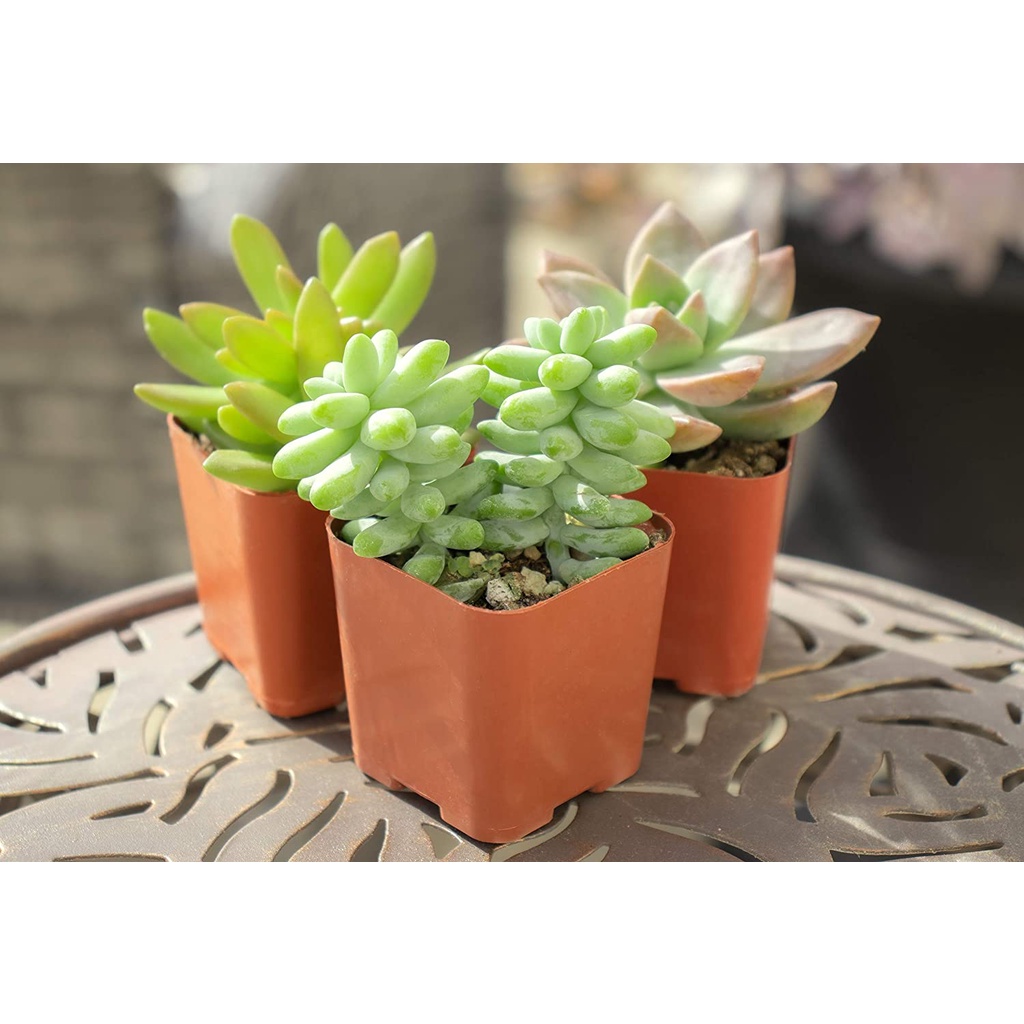 HẠT GIỐNG SEN ĐÁ CÁC LOẠI DỄ TRỒNG MIX Cây Mọng Nước (Cây Trồng Chậu trồng cây bằng đất | Cây mọng nước sống để bàn)
