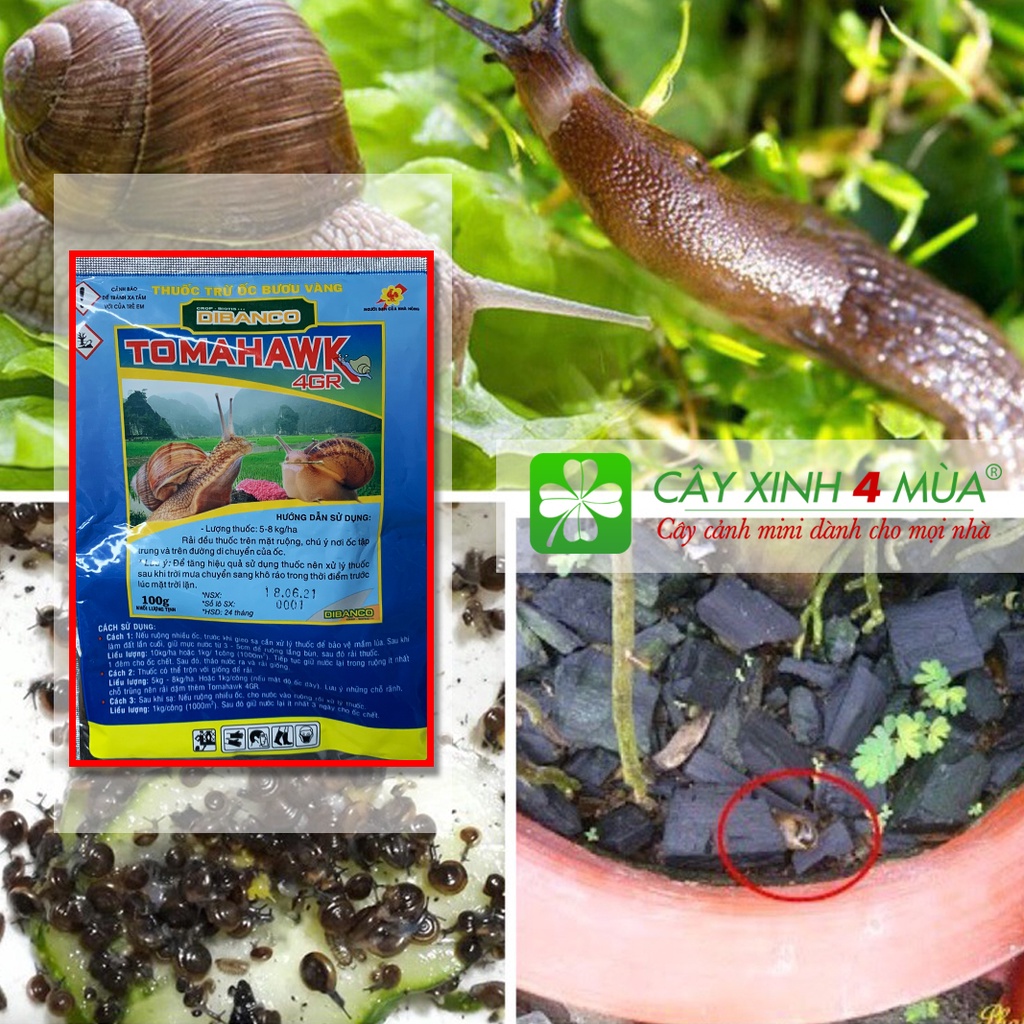 Thuốc trừ Ốc bươu vàng Tomahawk