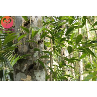 Cây Trầm Hương ( Cây Gió Bầu)