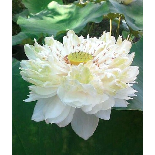 Hạt giống hoa sen bách diệp màu TRẮNG KNS1427 - Gói 5 hạt