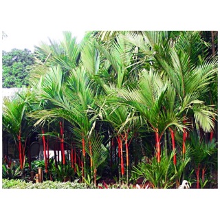 Cây cao đỏ phong thủy