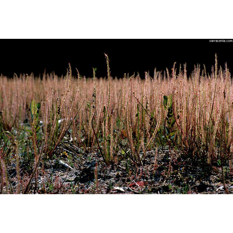 Hạt giống cây gọng vó bạch tuột đỏ drosera Filiformis Red