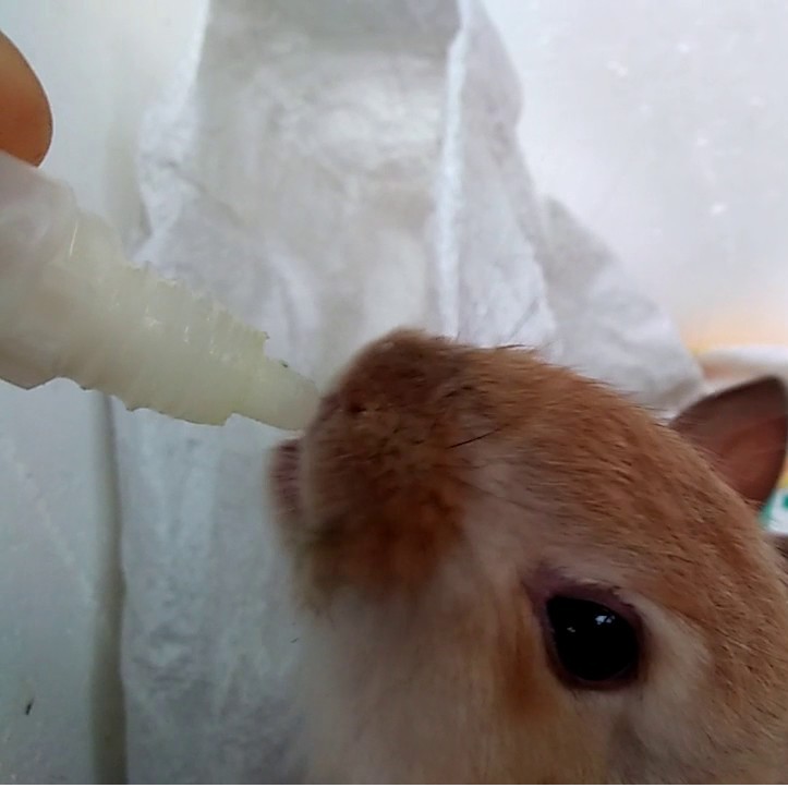 SỬA CHO THỎ CON- THỎ TRƯỞNG THÀNH GERREN PET