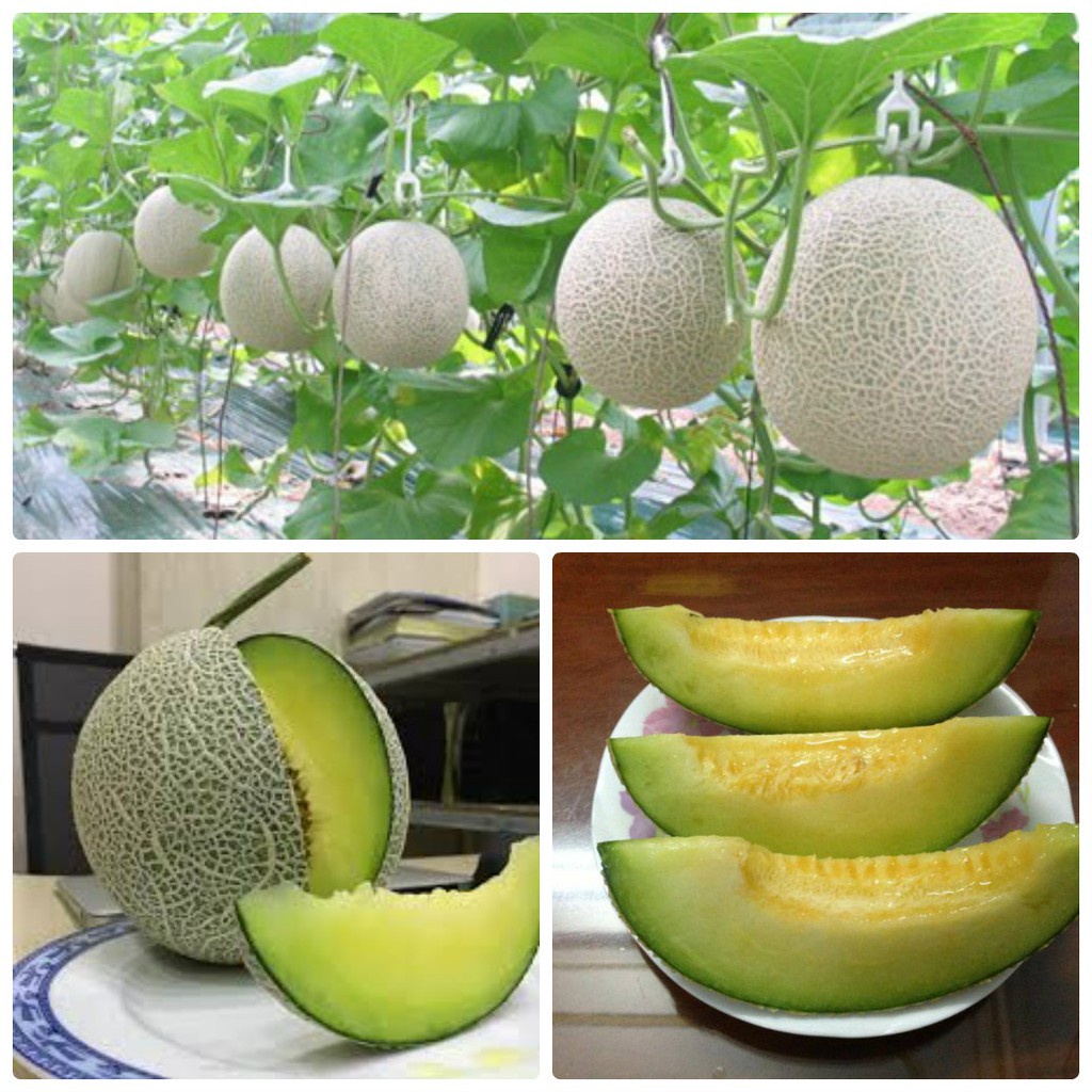 Hạt giống dưa lưới F1 Loại dễ trồng năng suất cao kháng sâu bệnh ( gói 50gram, 100gram , 200gram)