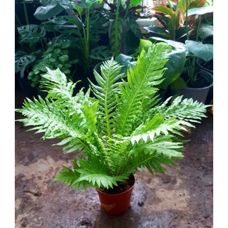 Dương xỉ siêu đẹp