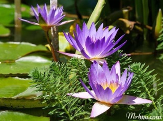 Cây hoa súng giống
