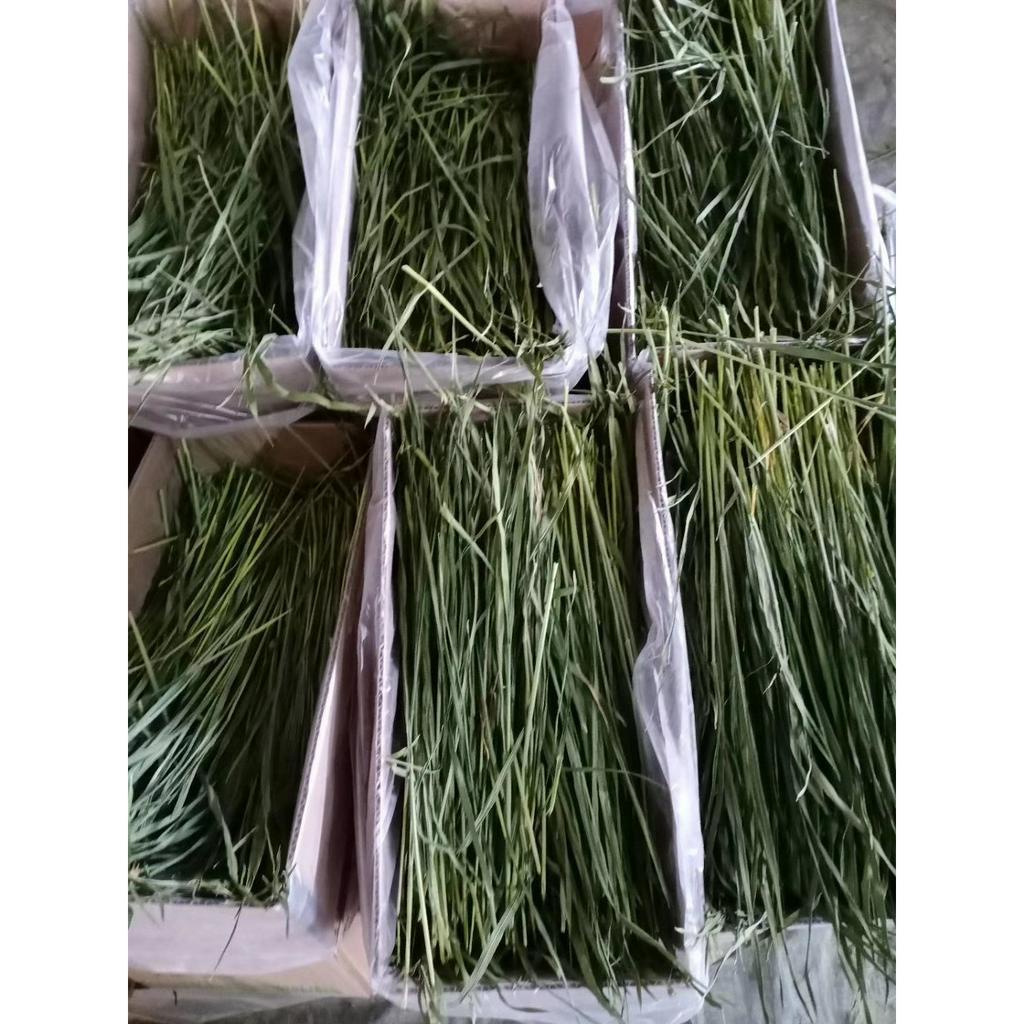 Cỏ lúa mỳ cho thỏ, bọ