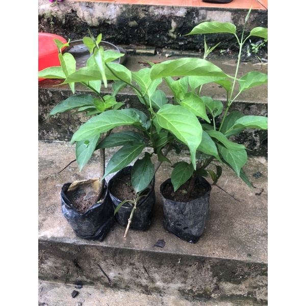 CÂY GIỐNG THÌA CANH LÁ TO HAY CÒN GỌI LÀ CÂY RAU MỎ