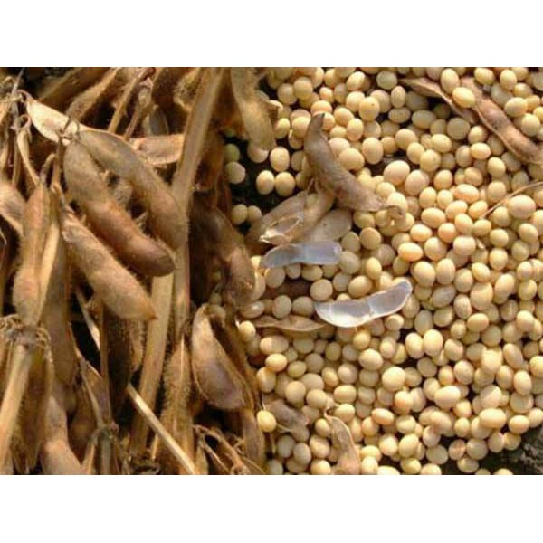 [FREESHIP 99K TOÀN QUỐC] Đậu nành Organic Bé An