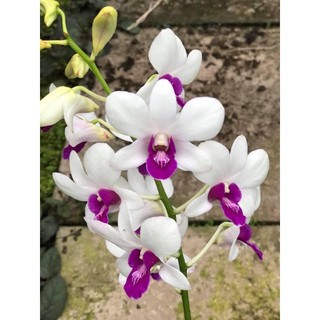 (1 chậu) Hoa lan dendro trắng tím - hàng lá