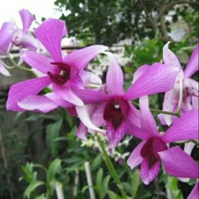 Hoa phong lan Dendro nắng cây giống