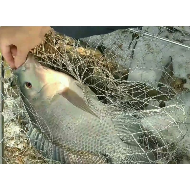1kg Cám tanh chuẩn 20%đạm chuyên câu rô phi, diêu hồng loại siêu nhạy cá