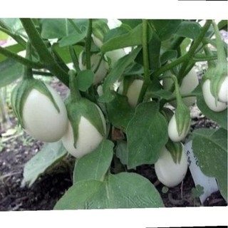 Hạt giống cà pháo trứng trắng