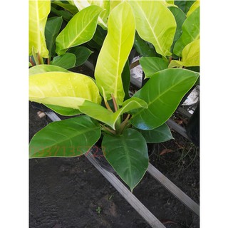 Cây Trầu Bà Đế Vương Vàng