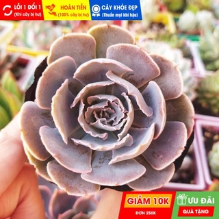 Sen đá bắp cải tím, đã thuần khí hậu nóng, khoẻ đẹp, hoàn tiền khi cây bị hư hoặc lỗi