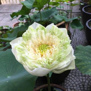 Sen Bách Diệp Trăm Cánh ( Chọn Màu )