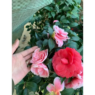 Hoa TRÀ MY NGŨ SẮC
