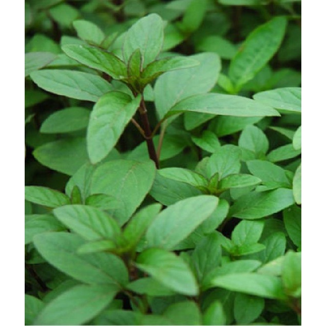 Hạt giống rau húng quế lá to KNS1142 - Gói 2gram