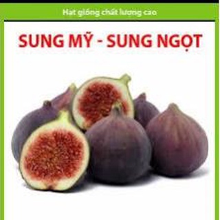 Hạt giống sung mỹ gói 10 hạt giống sung mỹ usa ngọt quả to năng suất