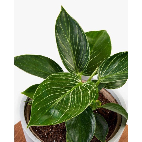 CÂY TRẦU BÀ ĐẾ VƯƠNG Kim cương - Cẩm thạch,, cây để bàn mini GIÁ RẺ, lọc không khí, Cây Tươi Nguyên CTN0020