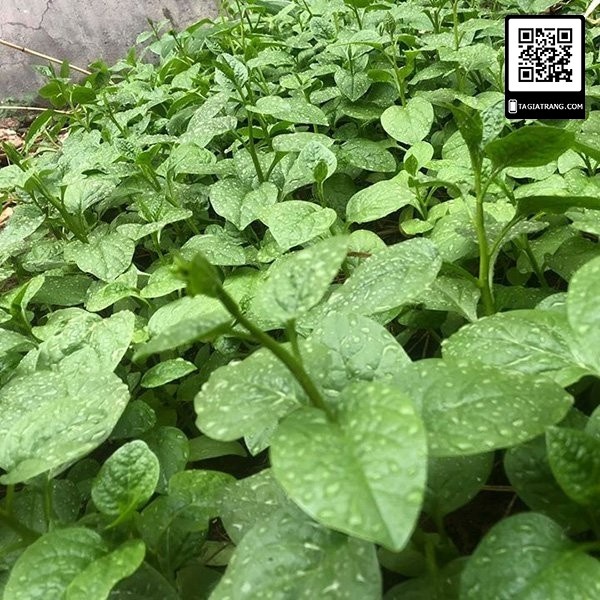 1KG Hạt giống rau mồng tơi xanh (mùng tơi)