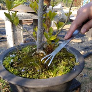 Cào đất inox bonsai chất liệu inox