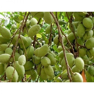 Cây Cà Na Thái hiệu quả kinh tế cao + Tặng 02 cây nhót ngọt