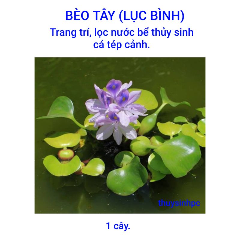 Lục Bình trang trí, lọc nước bể thủy sinh cá cảnh