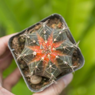Xương rồng gymno màu 4-5cm