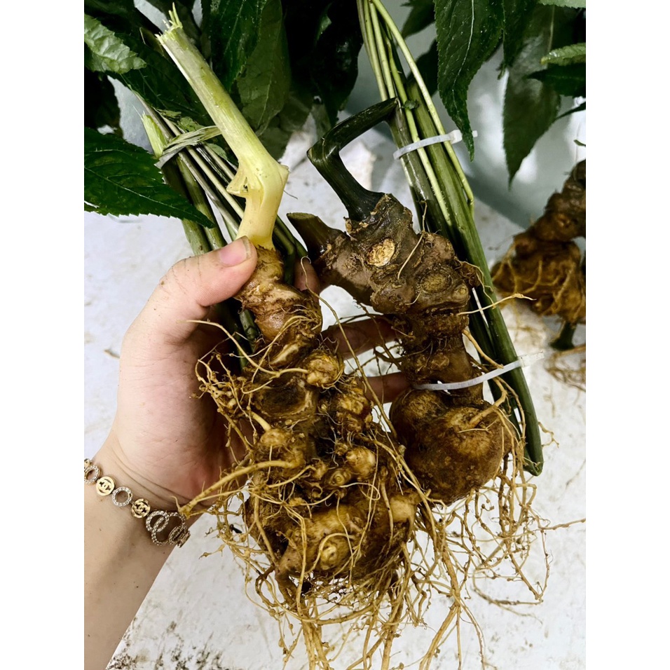 1Kg Sâm ngọc linh
