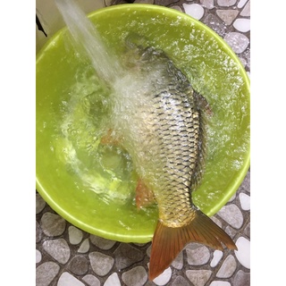 Mồi câu cá đen chép trắm trắng