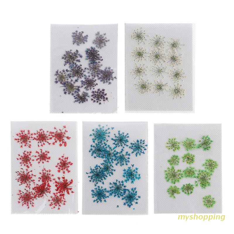 Set 12 Hoa Khô Trang Trí