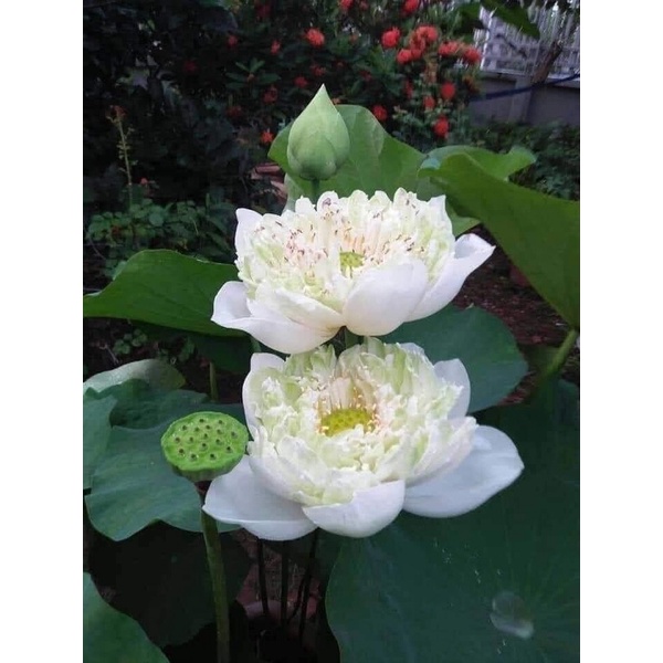 Hạt Giống Sen Quan Âm Trắng