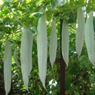 Hạt giống khổ qua tây - Hạt giống mướp ngọt