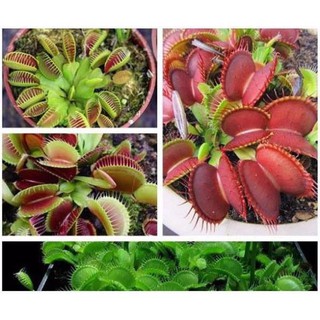 Hạt Giống Cây Ăn Thịt Bẫy Kẹp Bắt Ruồi