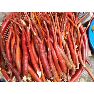 Sâm cau đỏ chọn đẹp lên bình đỏ chót