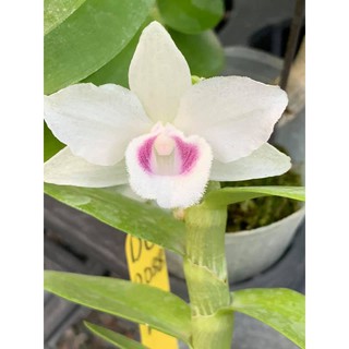 Hoa lan phi điệp, giả hạc 5 cánh trắng DL135