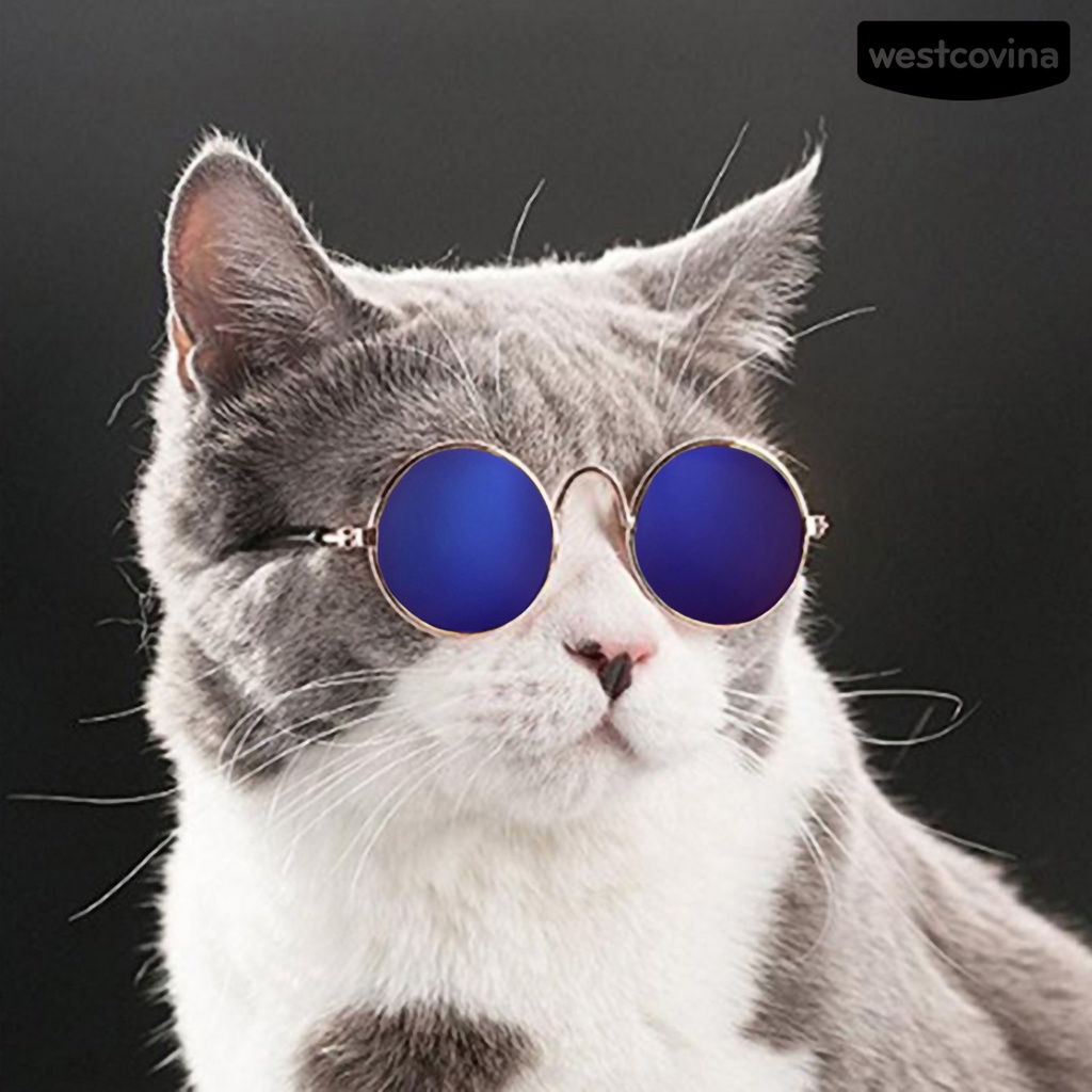 Kính Mát Gọng Ac Trong Suốt Dùng Làm Phụ Kiện Chụp Ảnh Cho Thú Cưng