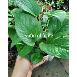 Chậu trầu bà thái đốm vàng